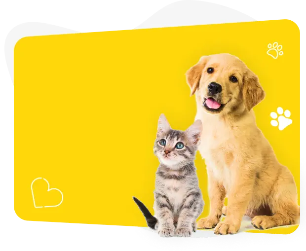 cat and dog